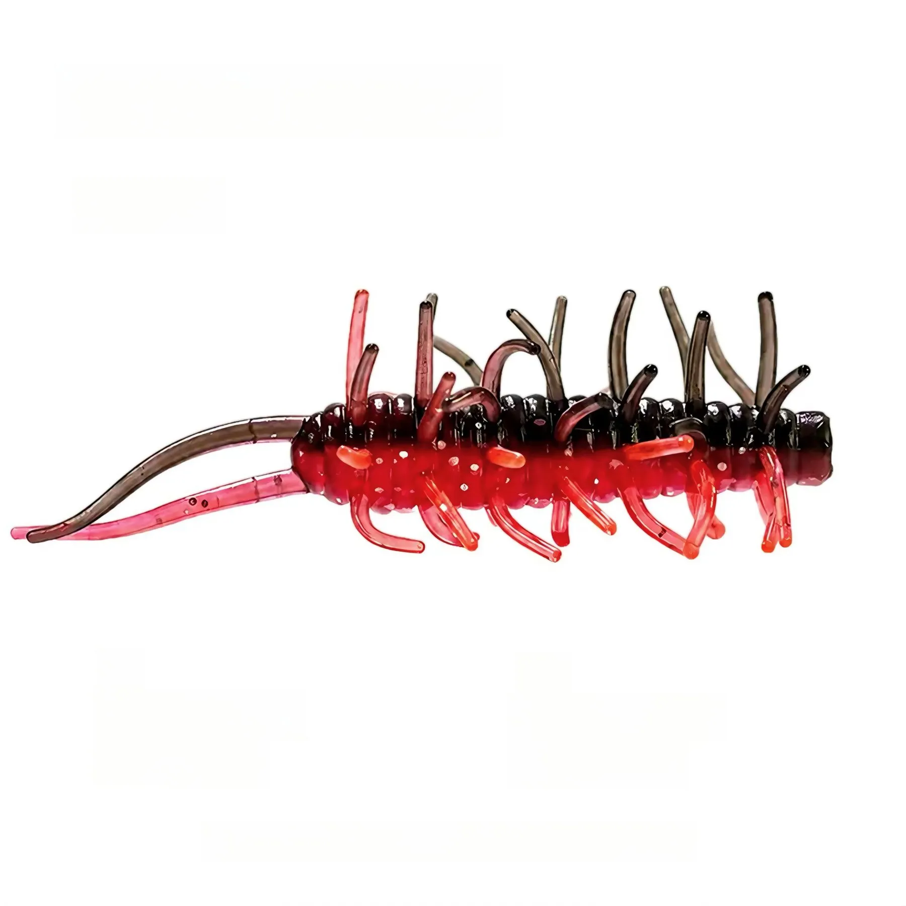 Rich In Sea Cucumber variant 6