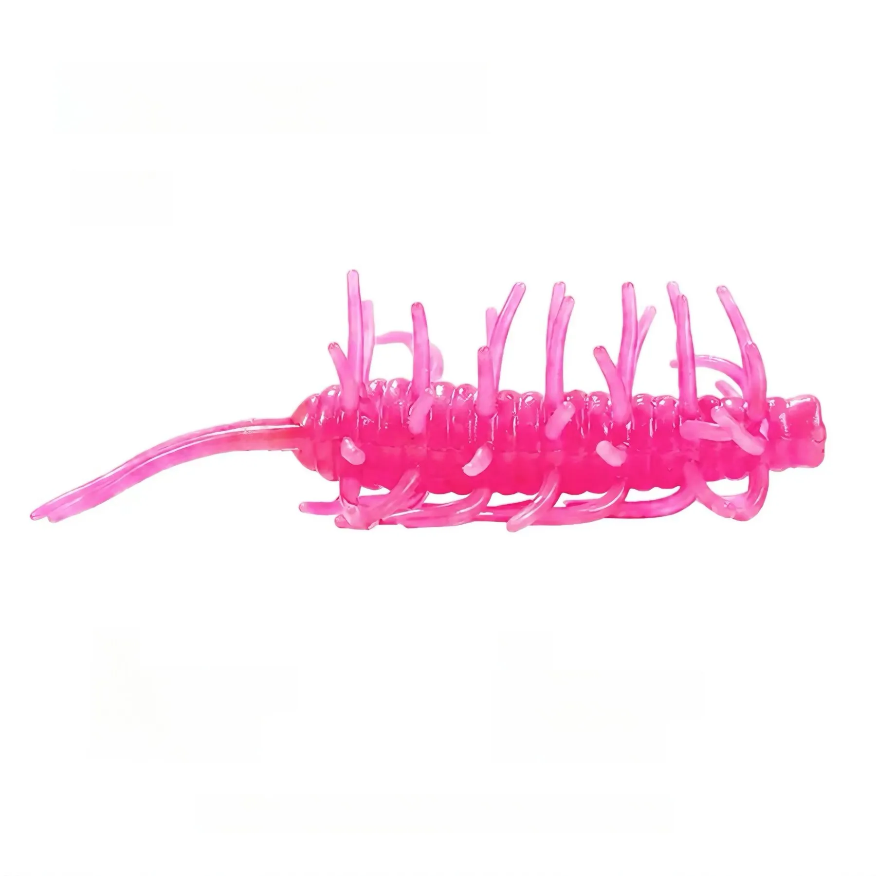 Rich In Sea Cucumber